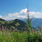 Blick vom Schwabenhaus / Naturpark Nagelfluhkette