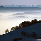 Blick vom Schwarzwald auf die Alpen