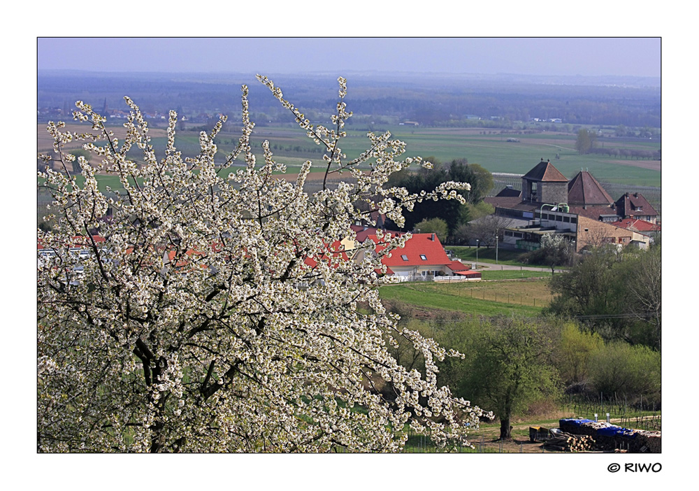 Blick vom Sonnenberg auf das deutsche Weintor in der Pfalz..........