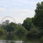 Blick vom St. James Park zum "London Eye"