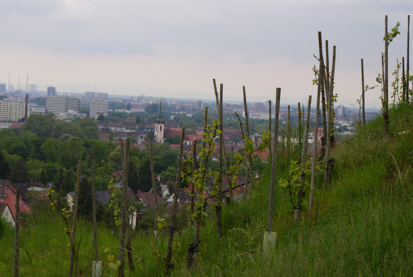 Blick vom Staatsweingut über KA-Durlach