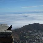 Blick vom Tafelberg zum Signal Hill