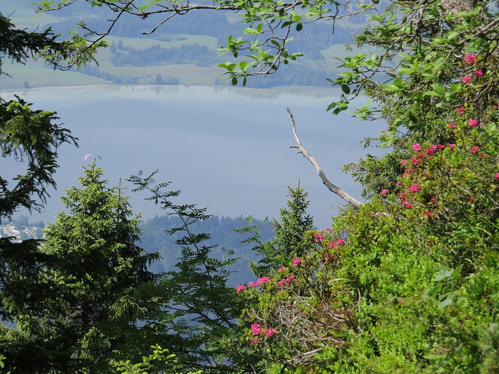 Blick vom Tegelberg auf den Forggensee