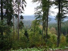 Blick vom Wanderweg im Schwarzwald