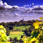 Blick vom Weinberg