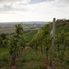 Blick vom Weinberg 