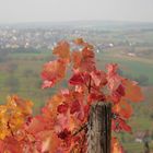 Blick vom Weinberg auf Knittlingen