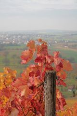 Blick vom Weinberg auf Knittlingen