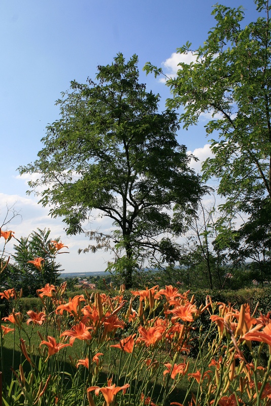 Blick vom Weinberg auf Sioagard in Ungarn