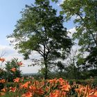 Blick vom Weinberg auf Sioagard in Ungarn