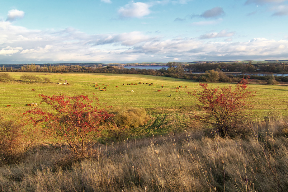 Blick vom Weinberg - November