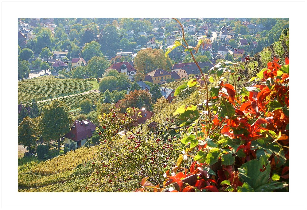 Blick vom Weinberg - Radebeul -