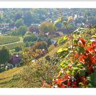 Blick vom Weinberg - Radebeul -