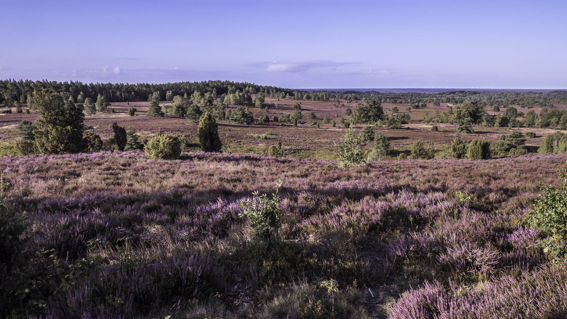 Blick vom Wilseder Berg