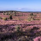 Blick vom Wilseder Berg