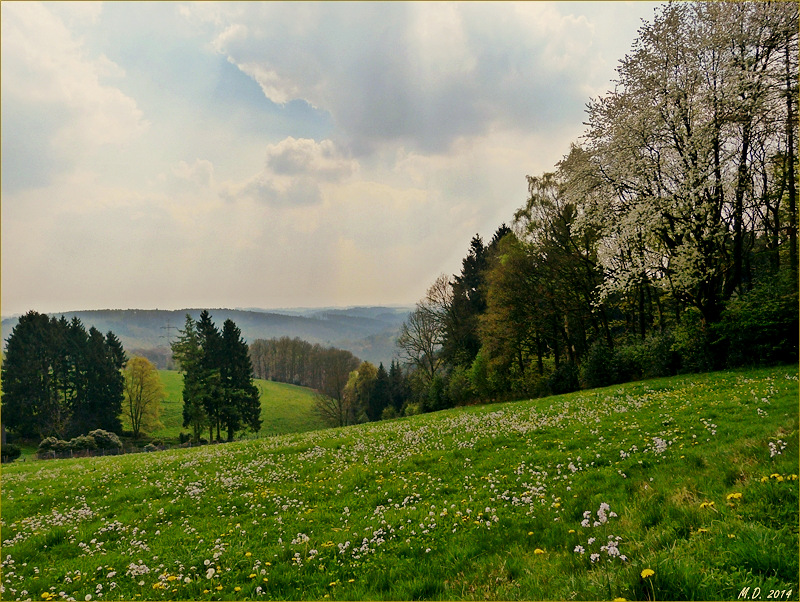 Blick vom Wuppertaler Ehrenberg auf das kleine Tal im Heusiepen.