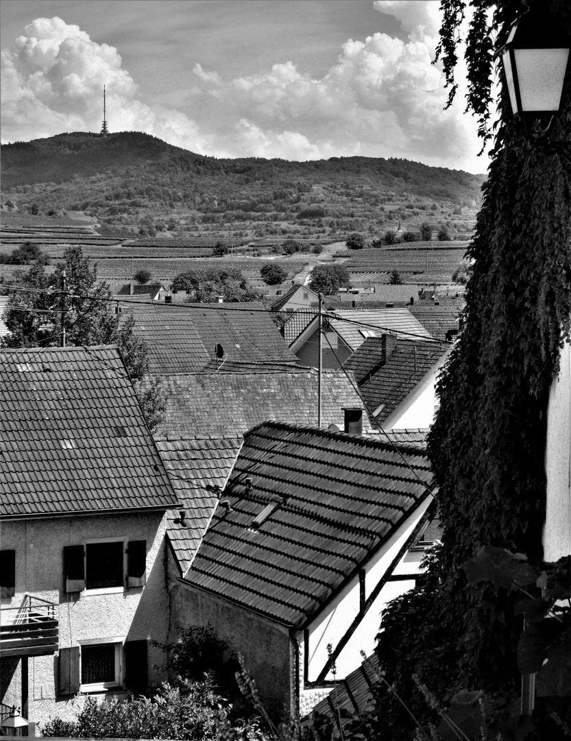 Blick von Achkarren ausauf den Totenkopf 