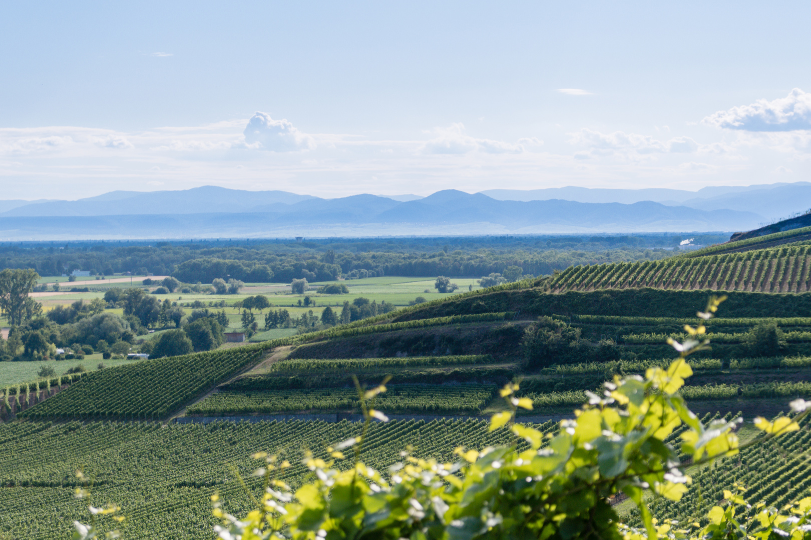 Blick von Achkarren über die Lage Schloßberg zu den Vogesen