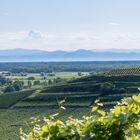 Blick von Achkarren über die Lage Schloßberg zu den Vogesen