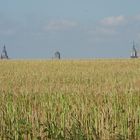 Blick von Altefähr übern Acker nach Rügen