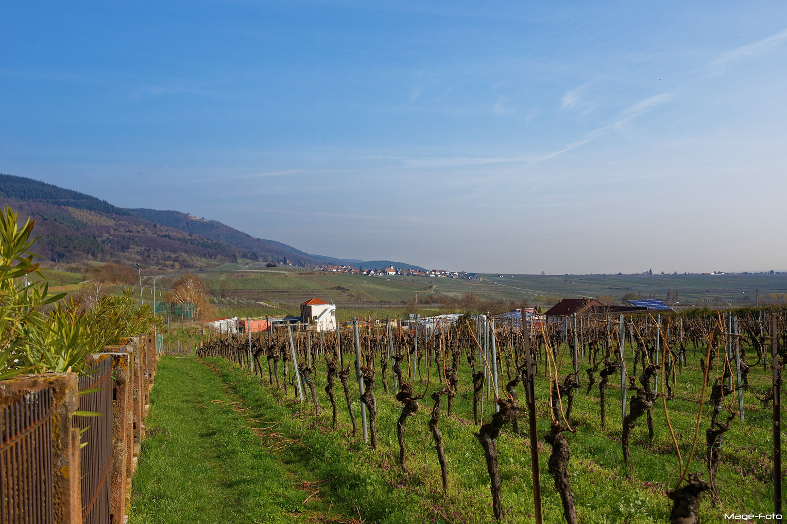 Blick von Burrweiler nach Weyher