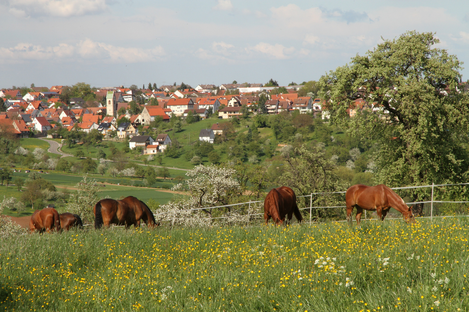 Blick von den Koppeln des Vitalstall Haug Altenriet nach Schlaitdorf