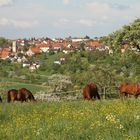 Blick von den Koppeln des Vitalstall Haug Altenriet nach Schlaitdorf