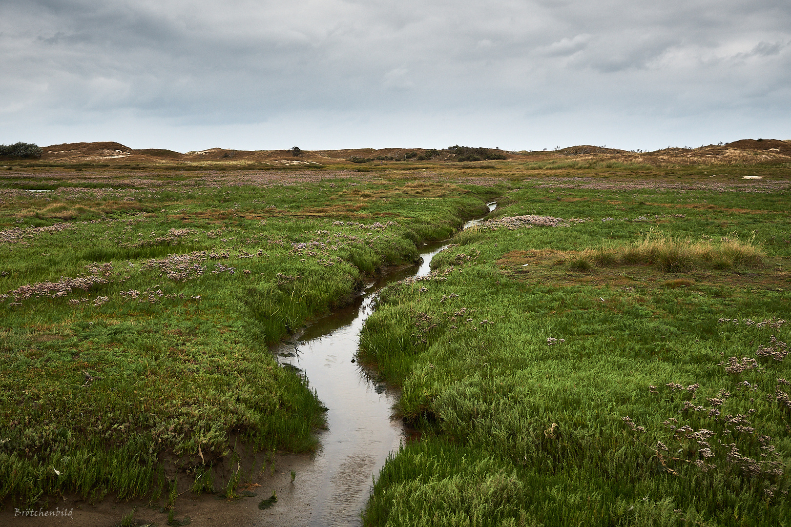 Blick von den östlichen Salzwiesen auf die Dünen