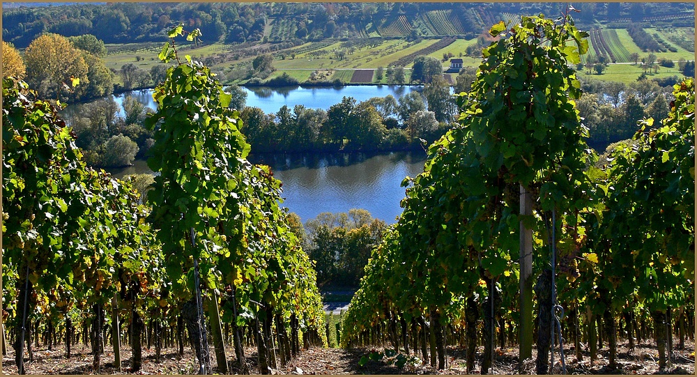 Blick von den Weinbergen ins Tal 2