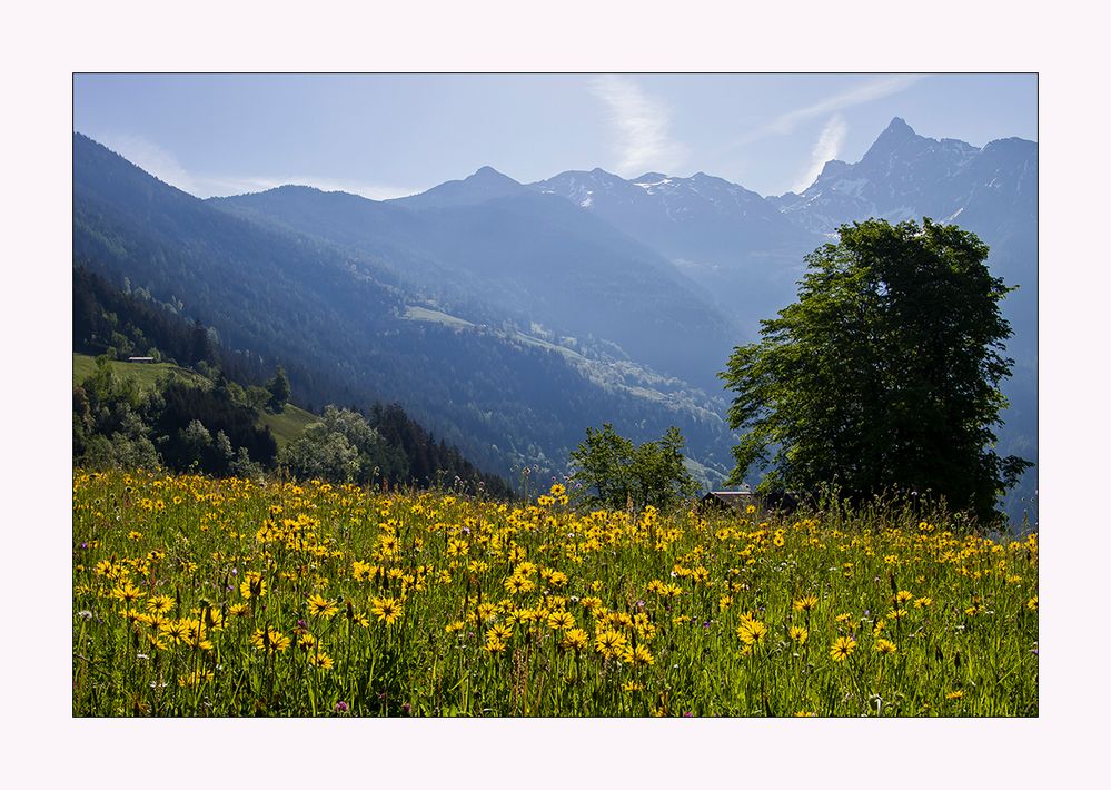 Blick von den Wiesen zum ersten Dreitausender am Eingang des Ötztals