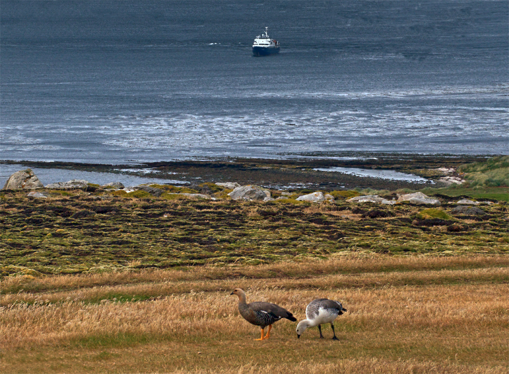 Blick von der Falklandinsel