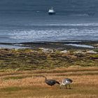 Blick von der Falklandinsel