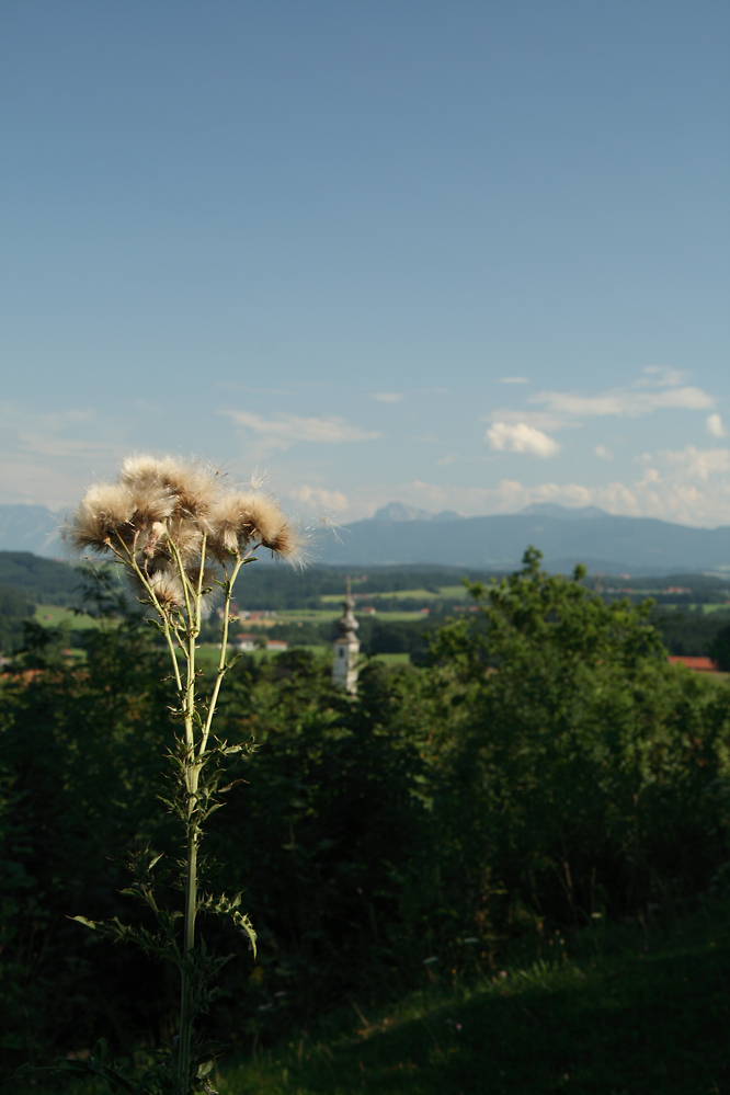 Blick von der Friedenslinde