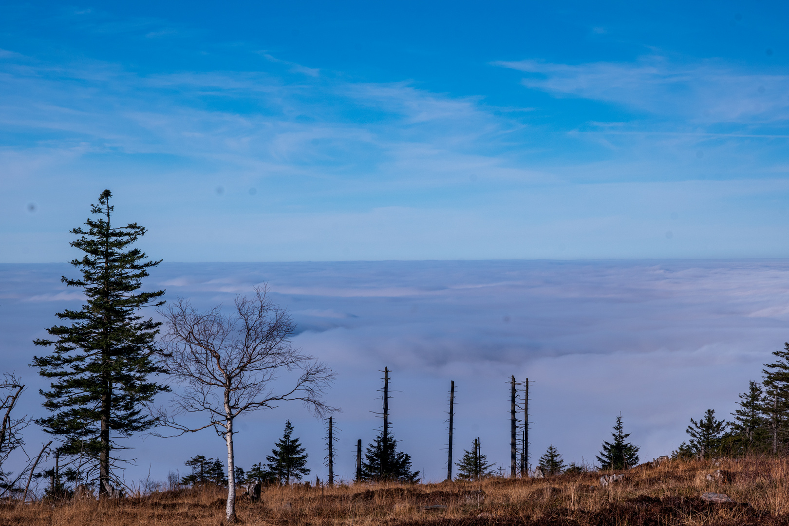 Blick von der Hornisgrinde in die Rheinebene