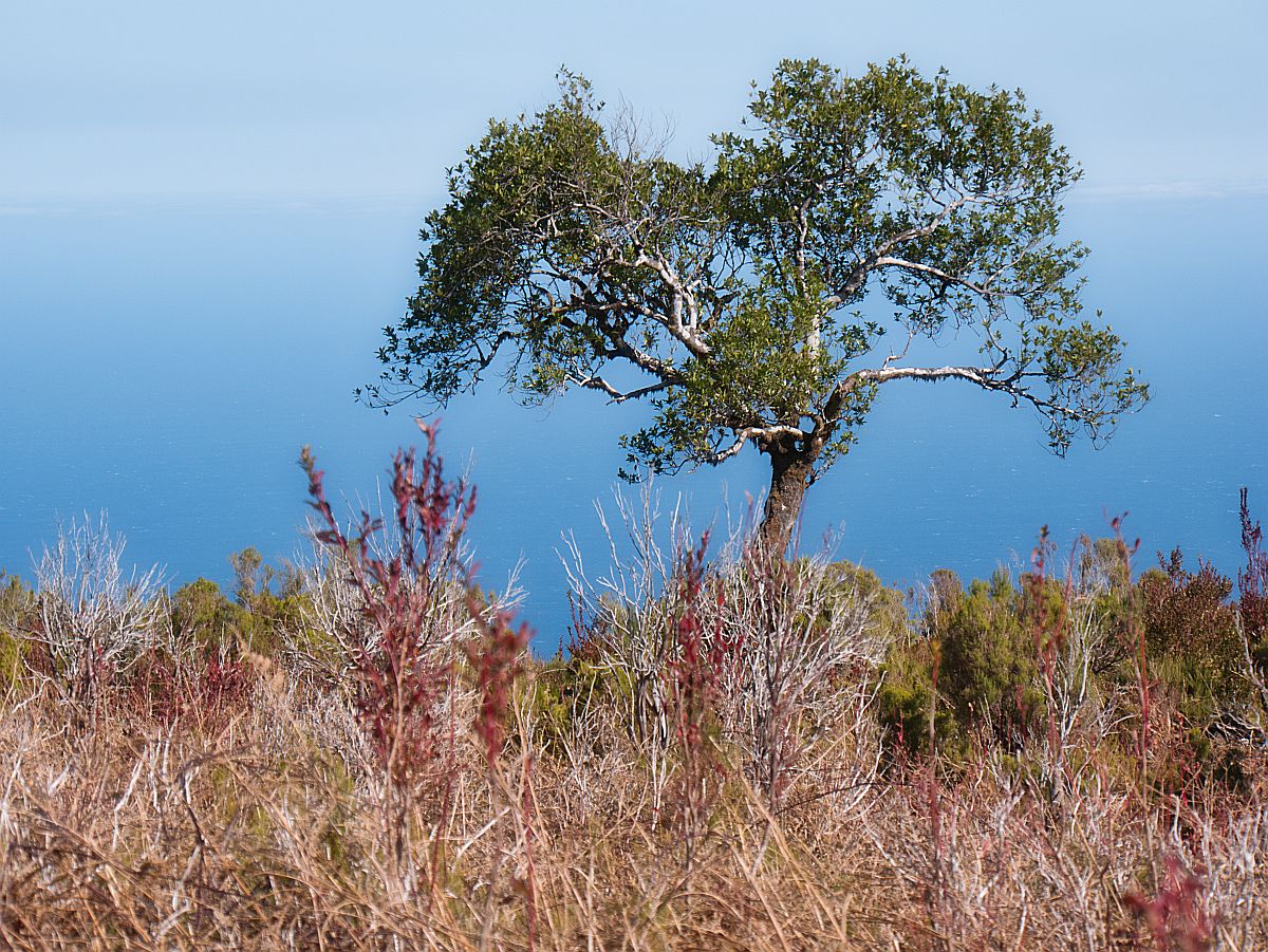 Blick von der Nordküste Madeiras