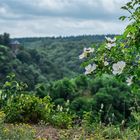 Blick von der Selkesicht