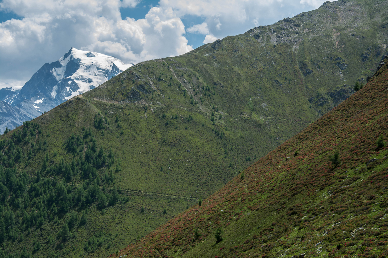 Blick von der Stilfser Alm auf den Ortler