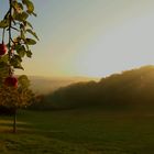 Blick von der Streuobstwiese