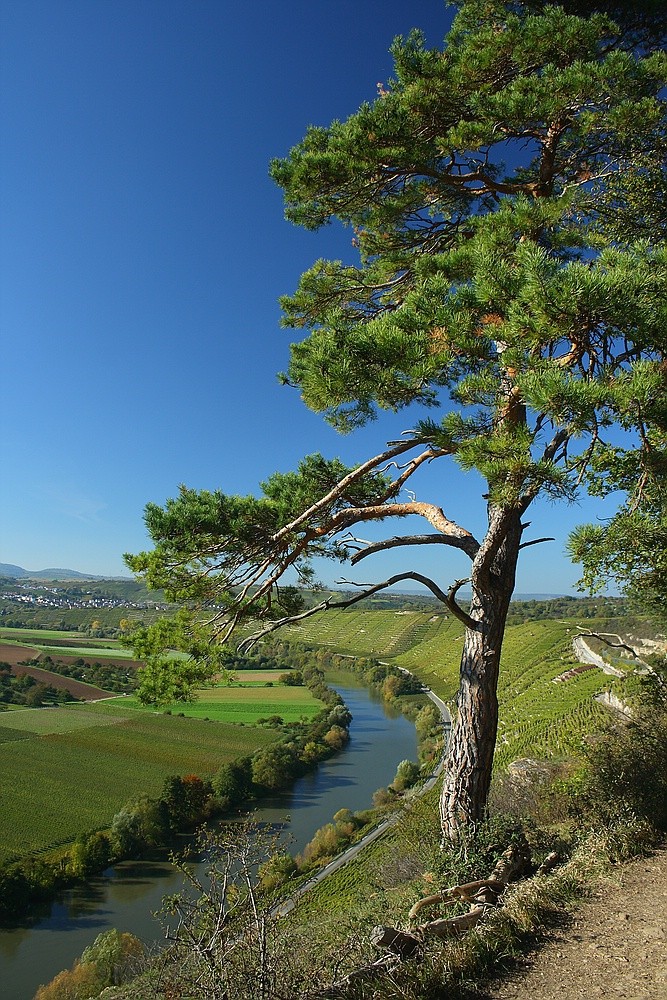 Blick von Hessigheimer Weinberge, Felsengarten