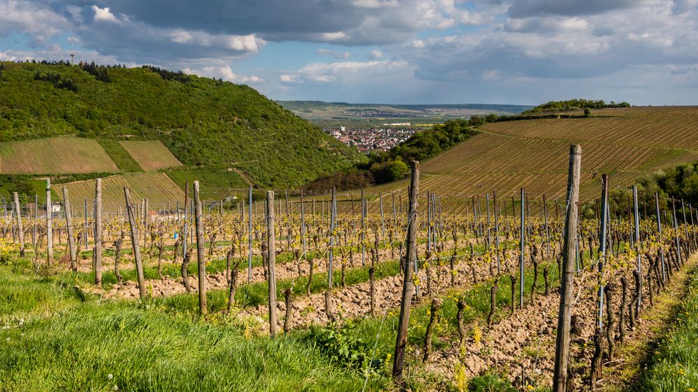 Blick  von "In der Lück" auf Büdesheim