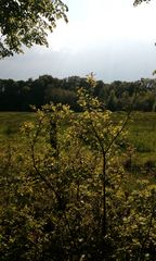 Blick von Kleinbaum übers Feld