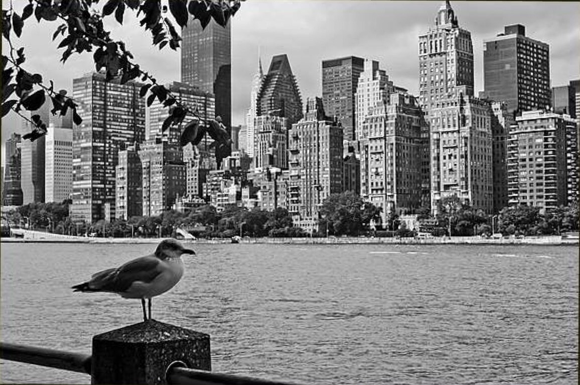 Blick von Roosevelt Island nach NY