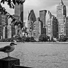 Blick von Roosevelt Island nach NY