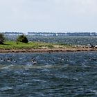 Blick von Schaprode  auf Hiddensee