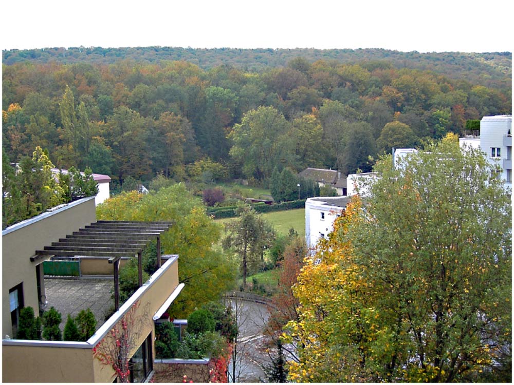 Blick von unserem Balkon auf den Herbstwald