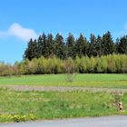 Blick vor dem Küchenfenster auf den Wald