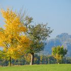 Blick zu den Schrammsteinen