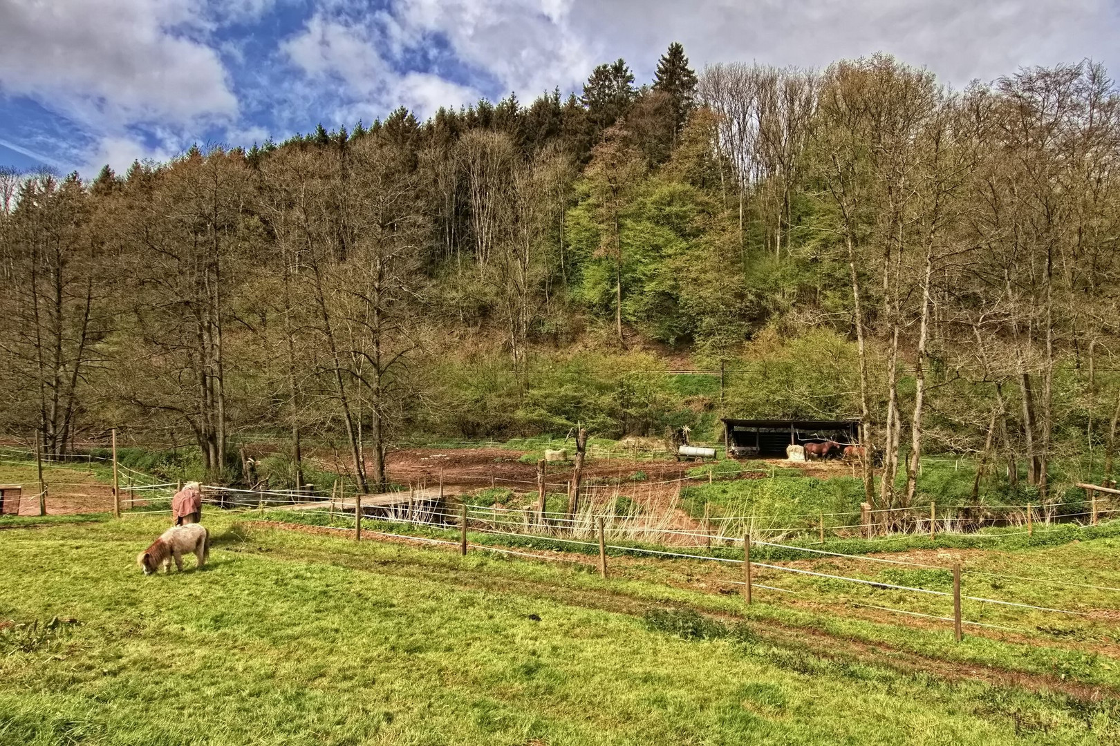 Blick zu den Weiden