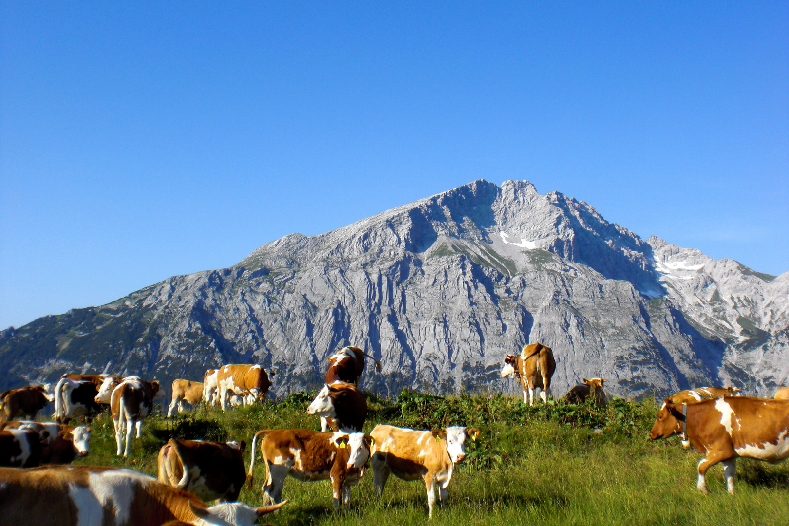 Blick zu Kammerlinghorn