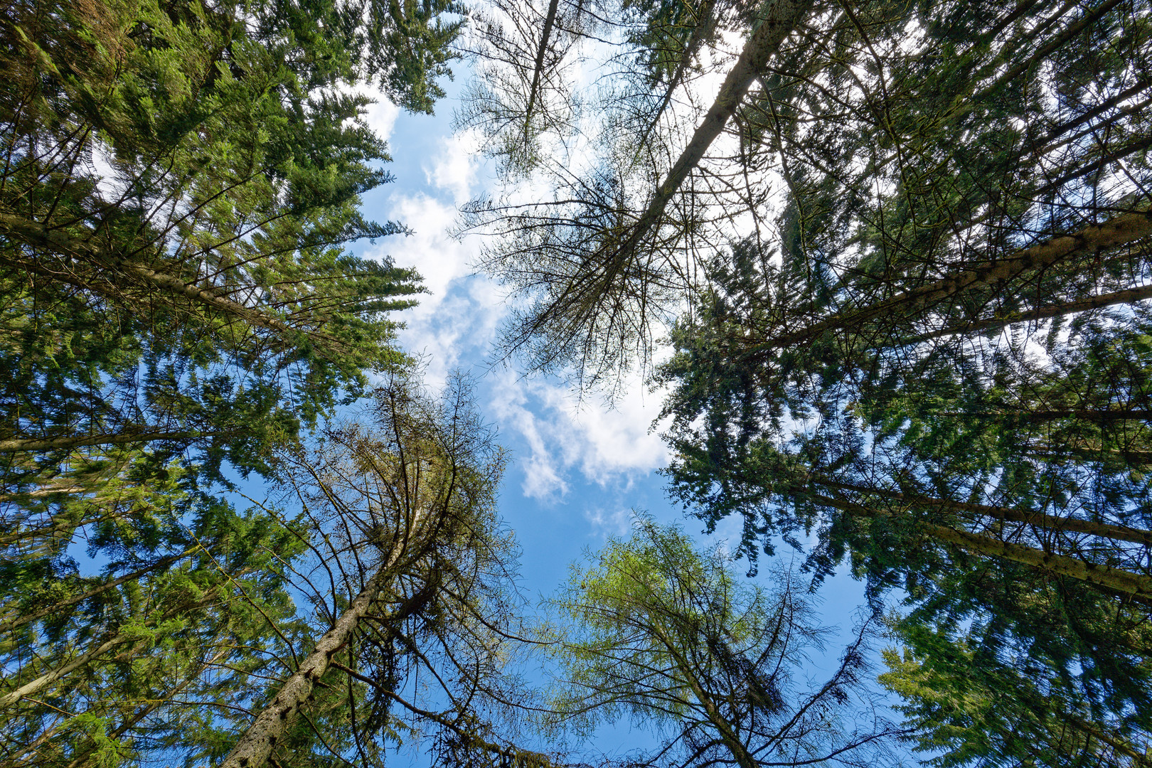 Blick zum blauen Wolkenhimmel